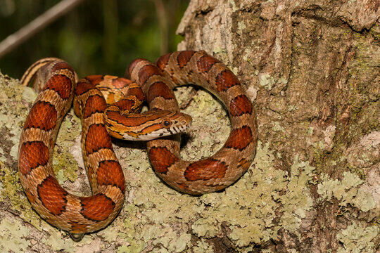 Imagem do Cornsnake